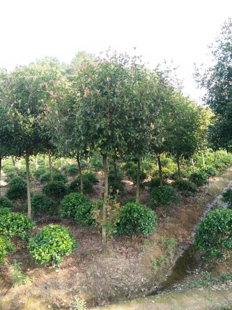 红叶石楠树