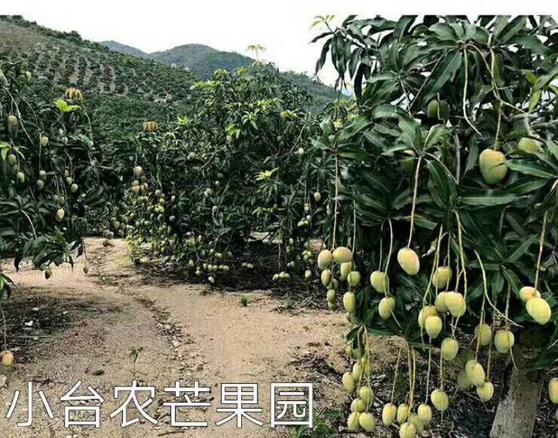 澄碧湖大台农芒果