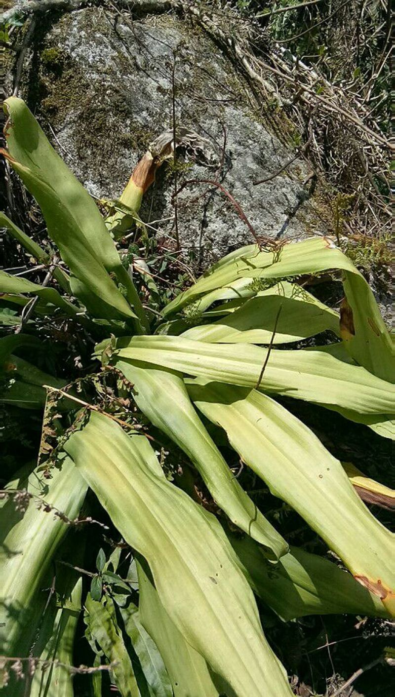 翻白草、开口箭、仙人掌