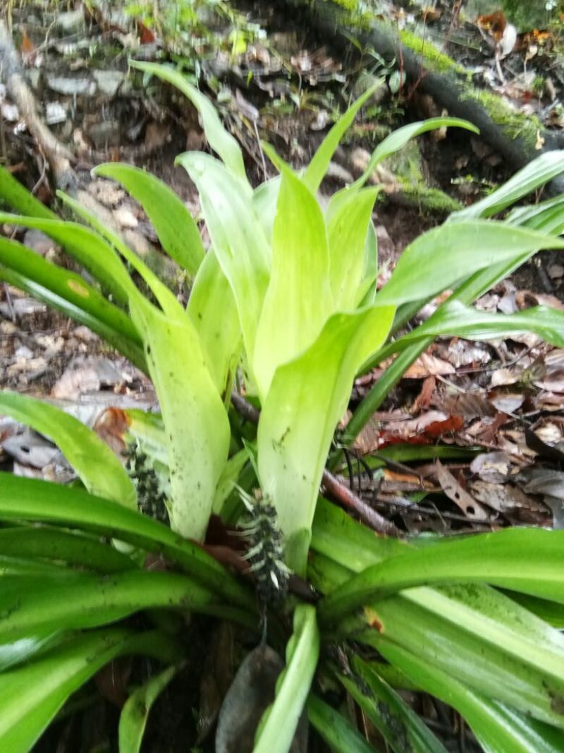 翻白草、开口箭、仙人掌