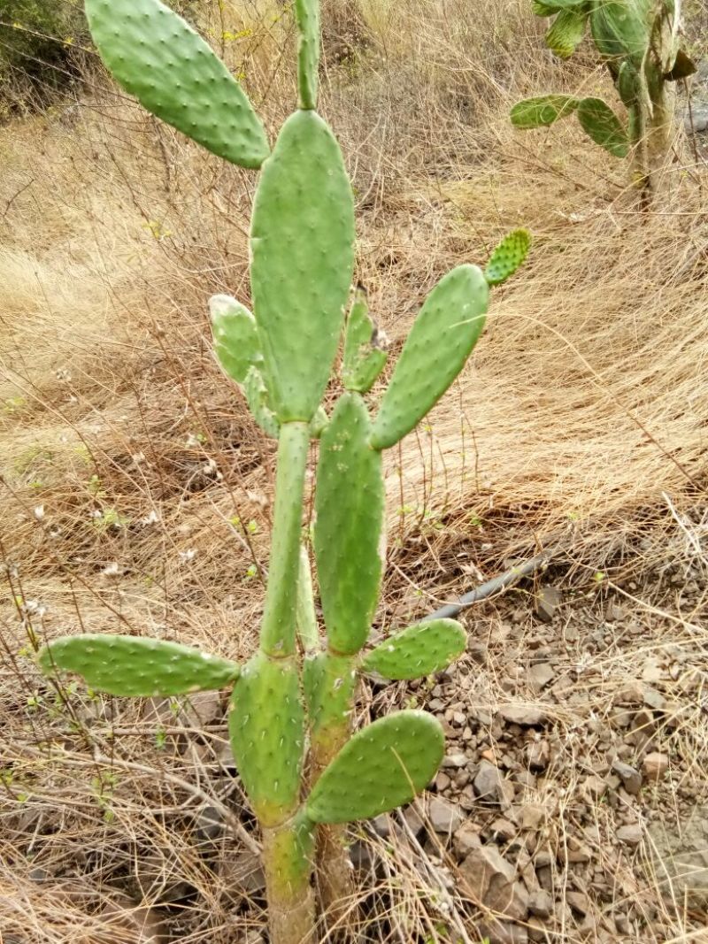 翻白草、开口箭、仙人掌