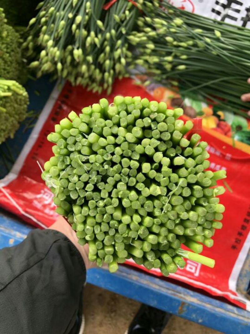 韭苔.山东精品韭苔大量上市中.新鲜.精加工，嫩粗根白