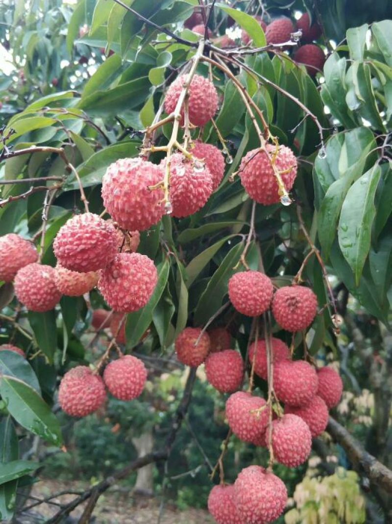 桂味荔枝