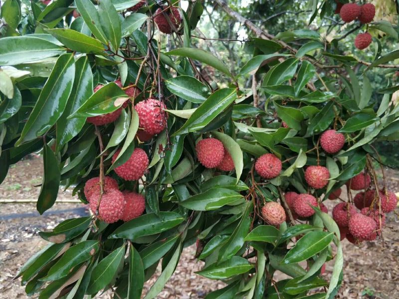 广东从化桂味荔枝