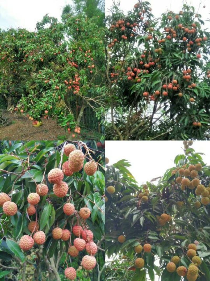 广东从化桂味荔枝
