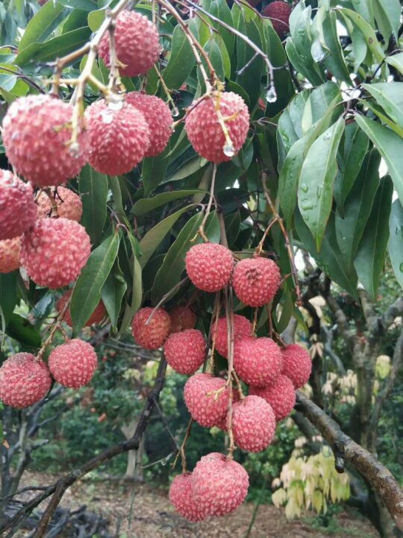 广东从化桂味荔枝