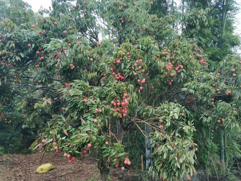 广东从化桂味荔枝