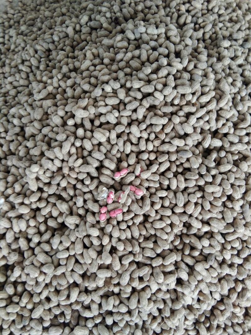 广西省北海市鲜花生红米花生和白米花准备上市了。