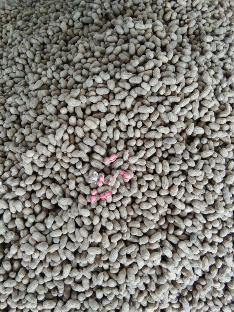 广西省北海市鲜花生红米花生和白米花准备上市了。