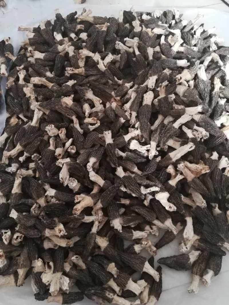 羊肚菌精品货