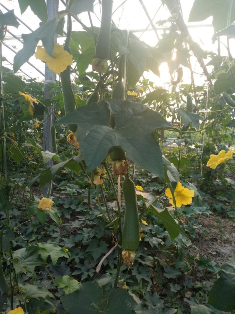丝瓜