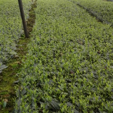 大量预售茶叶树苗，