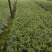 大量预售茶叶树苗，