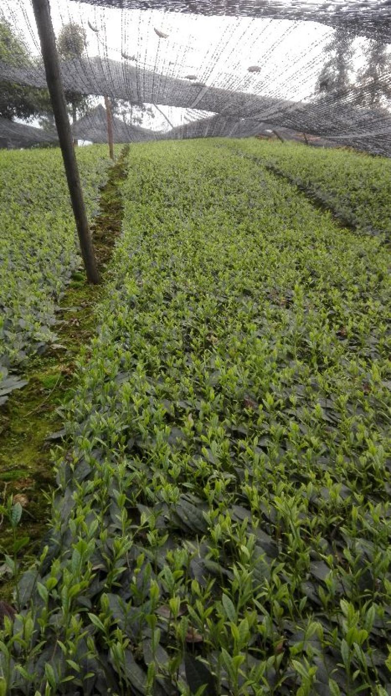 大量预售茶叶树苗，