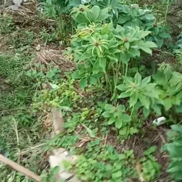 云南滇重楼