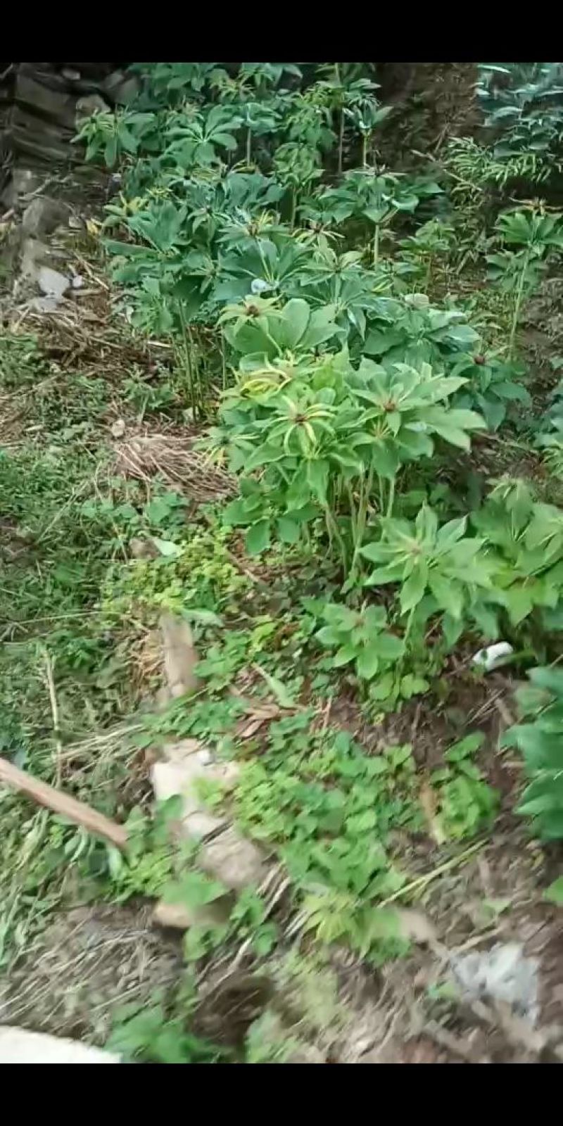 云南滇重楼