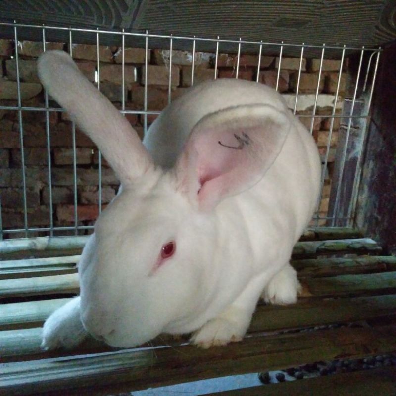 獭兔