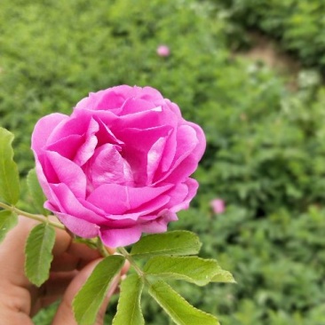 四季玫瑰，紫叶矮樱