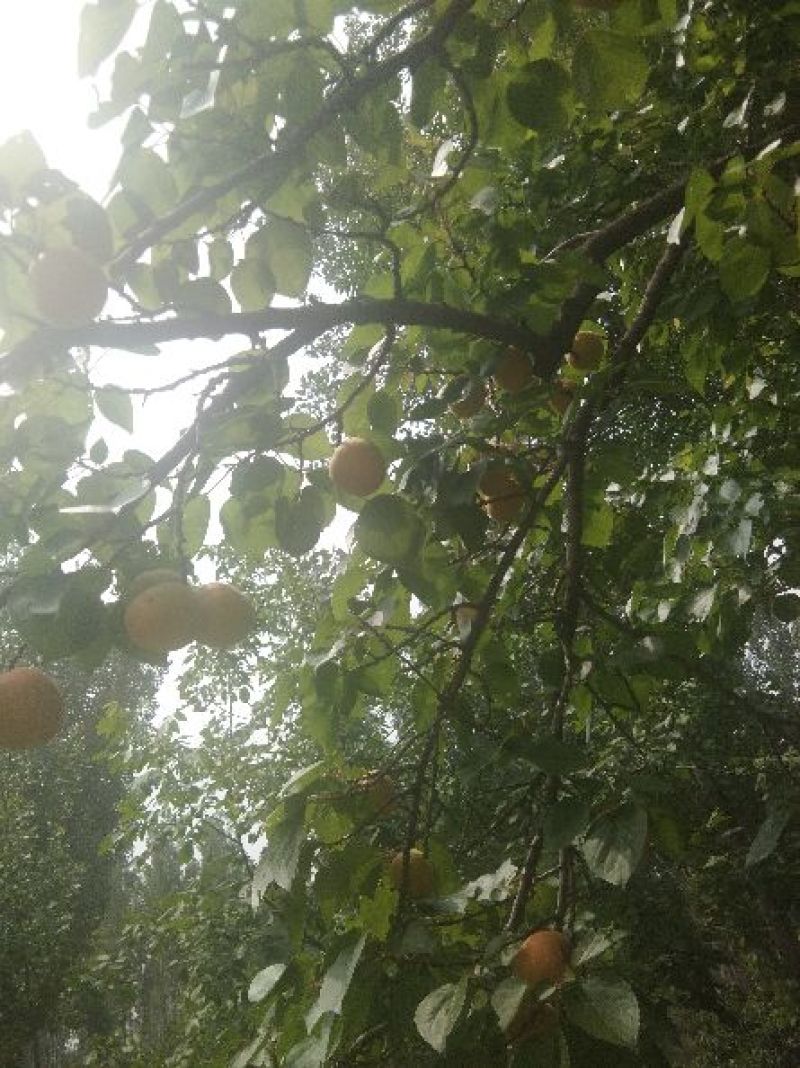 杏树