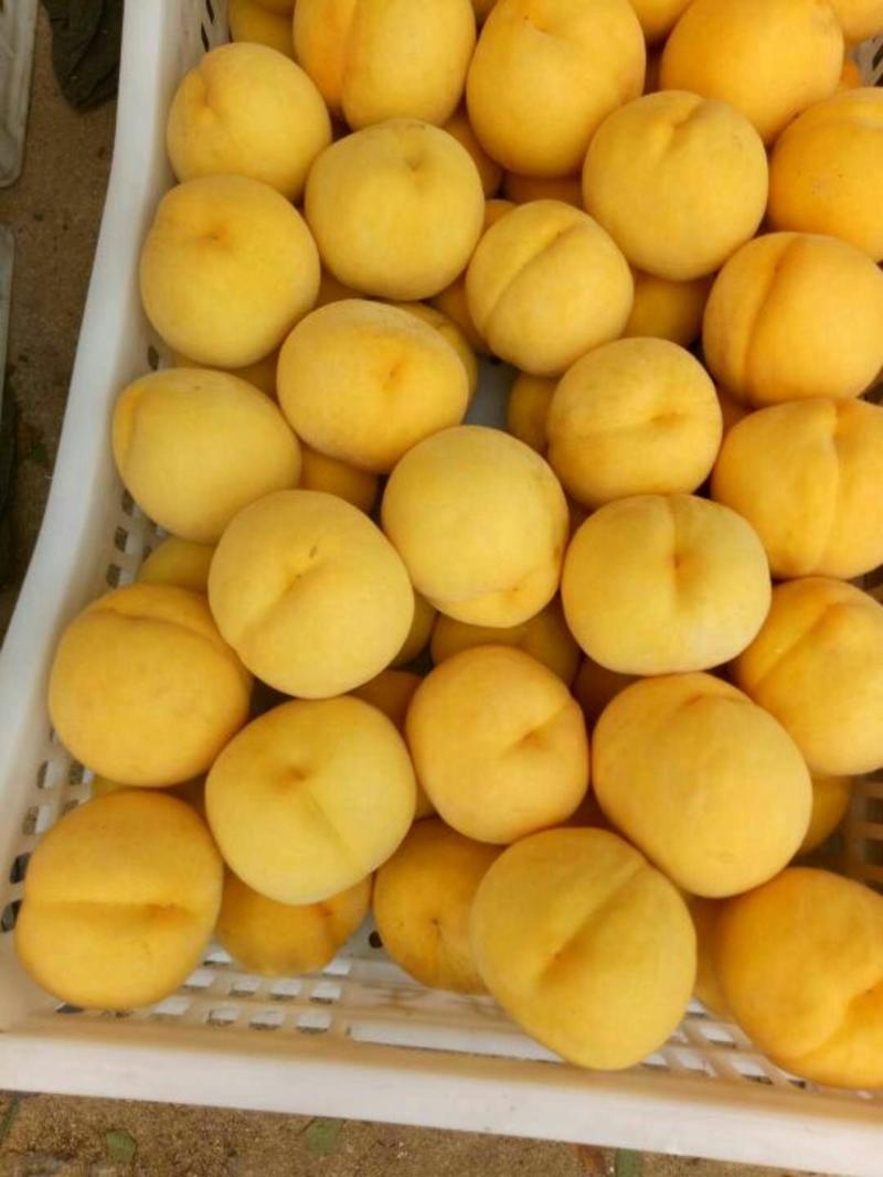 黄金香黄金香黄桃。。山东精品之地黄桃数量巨大。品种多！