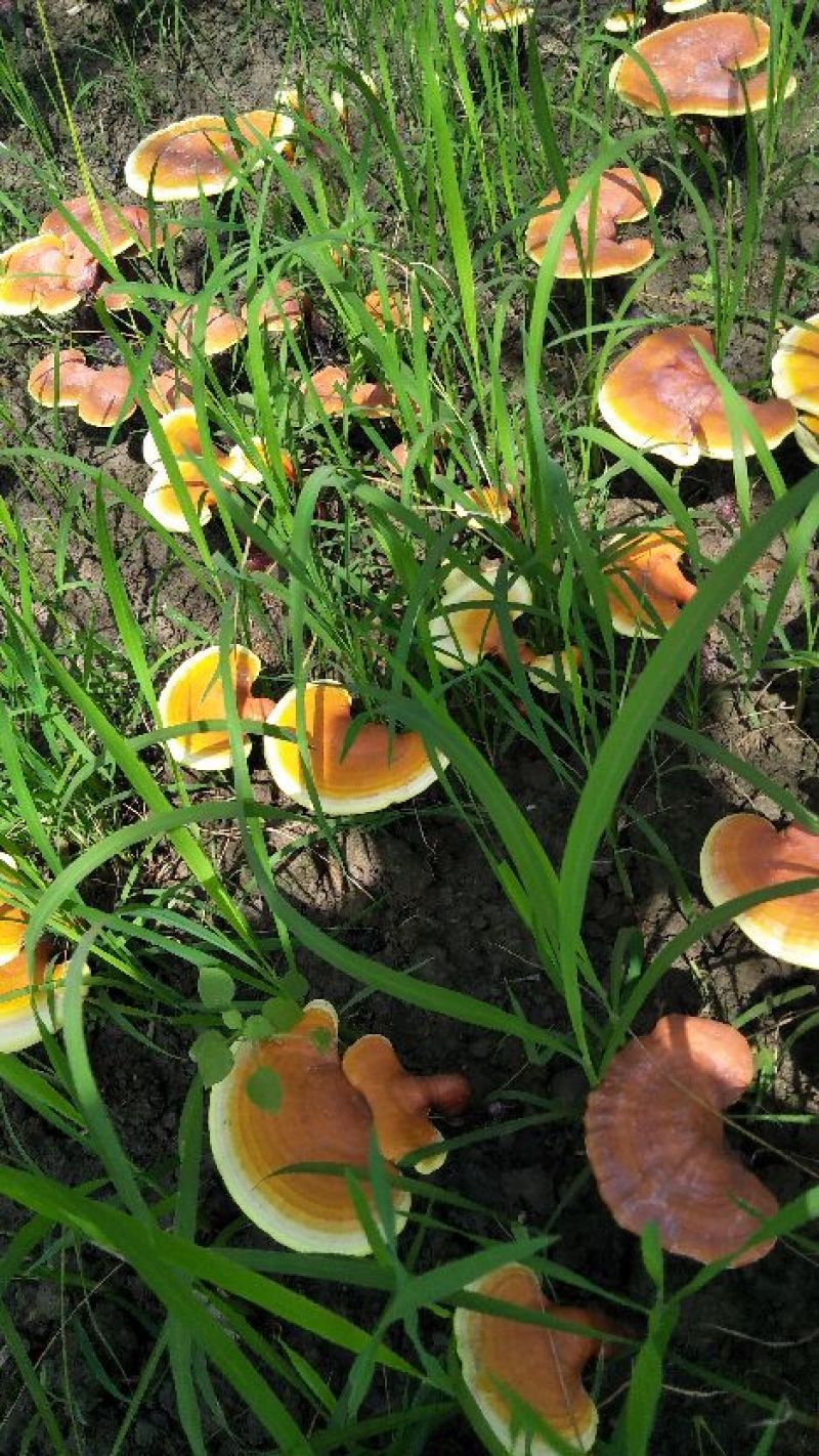 赤灵芝自产批发欢迎联系看货