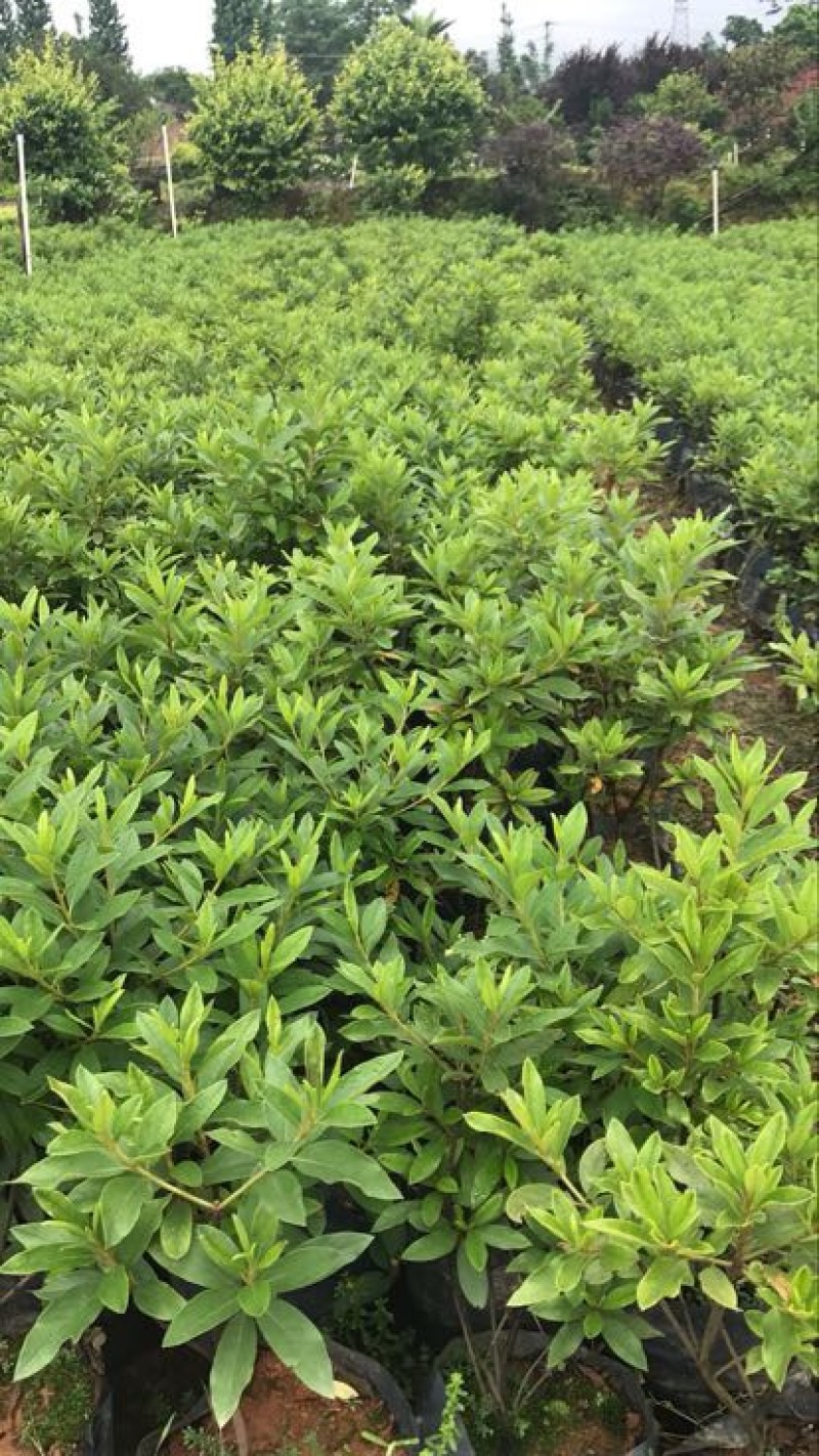 毛鹃2cm以下0.5米以下