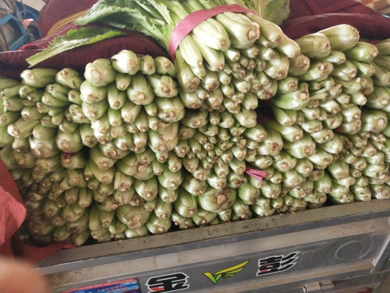 小白菜大量上市，需要老板联系了