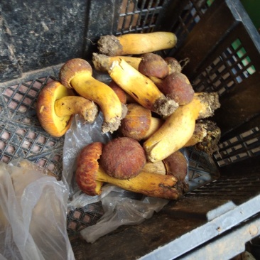 云南东部野生菌
