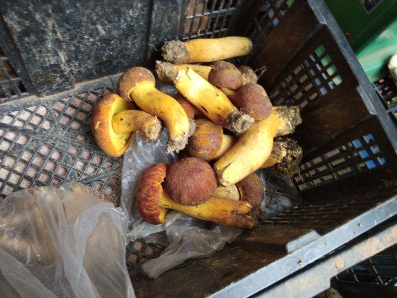 云南东部野生菌