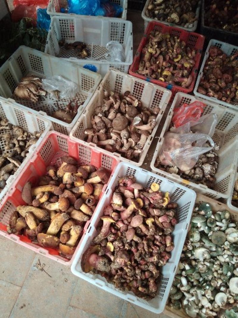 云南东部野生菌