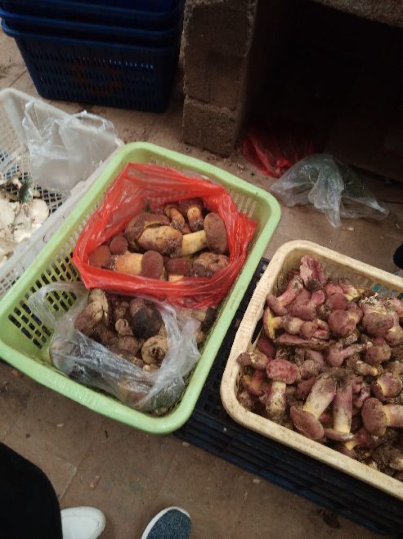 云南东部野生菌