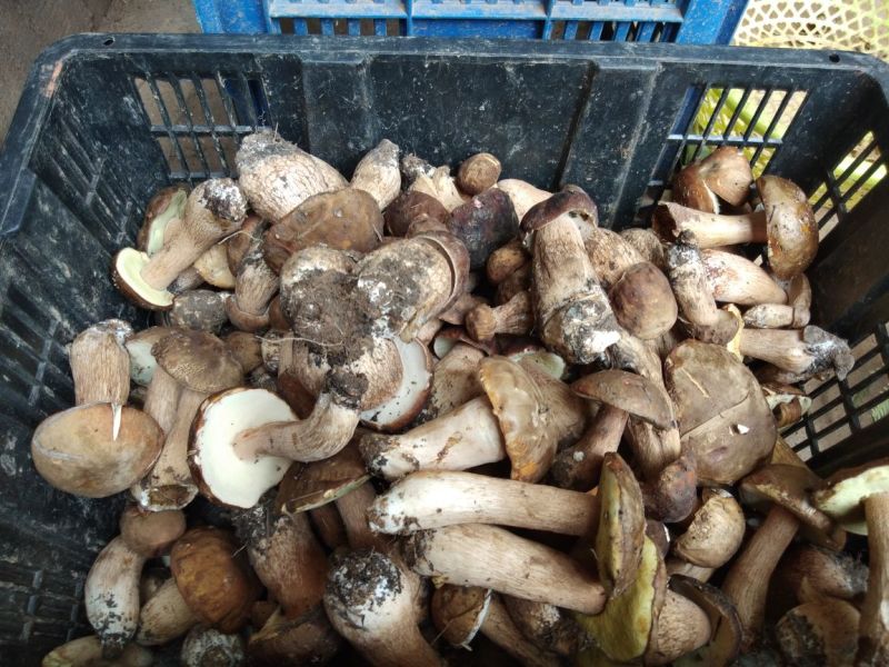 云南东部野生菌