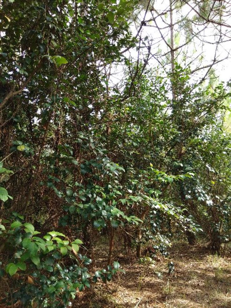 云南东部野生菌