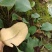 云南东部野生菌