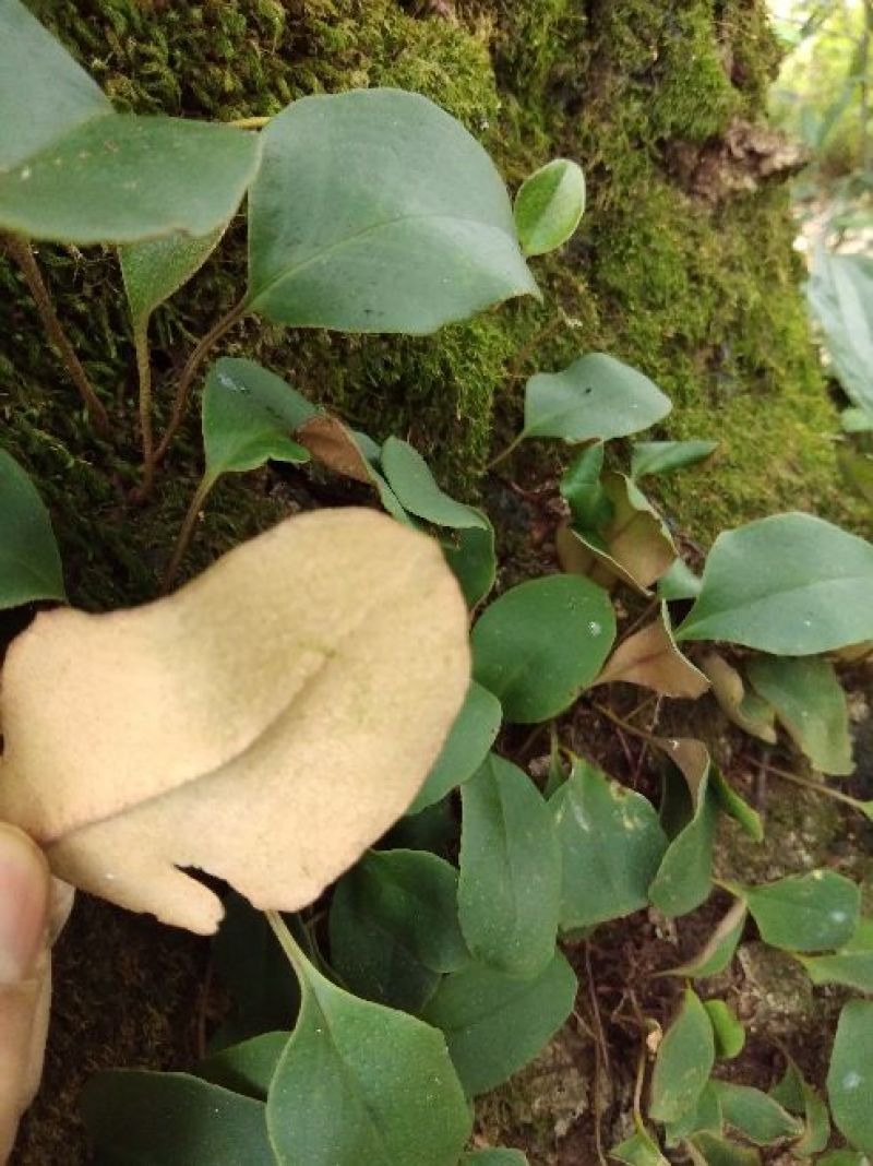云南东部野生菌