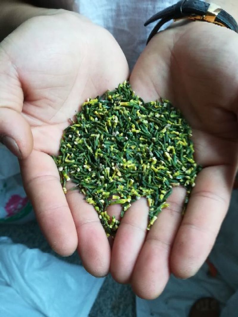 精选莲心碎莲心莲心叶泡茶入药好选择