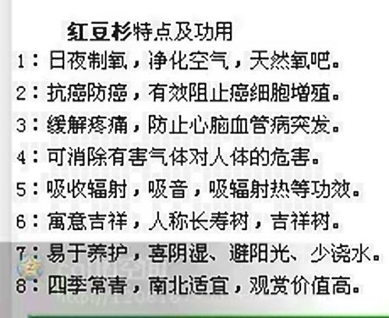 红豆杉盆景带盆栽好50~80cm