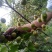 梅子