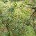 梅子