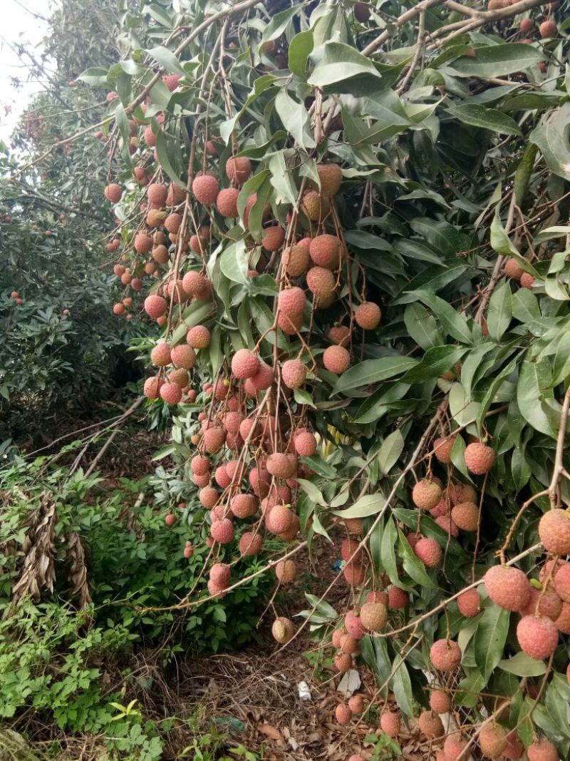 黑叶荔枝，3公分以上