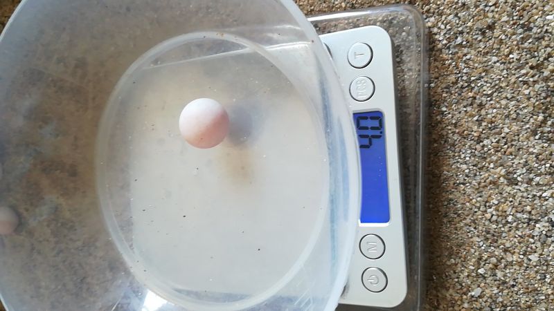 甲鱼老蛋
