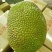 菠萝蜜