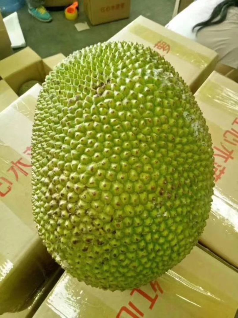 菠萝蜜