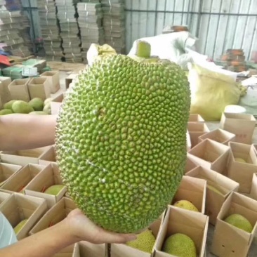 菠萝蜜