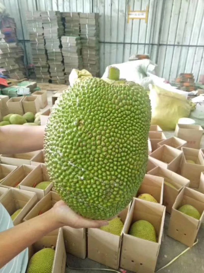菠萝蜜