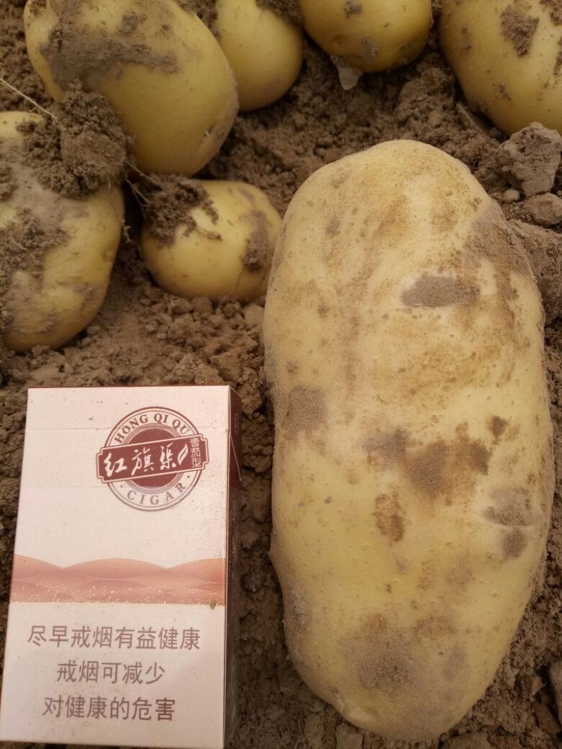 荷兰十五土豆