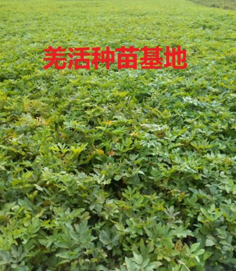 羌活种苗羌活苗子羌活苗黑药苗子产地一手货源