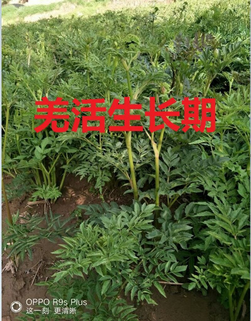 羌活种苗羌活苗子羌活苗黑药苗子产地一手货源