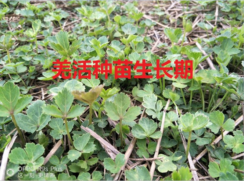 羌活种苗羌活苗子羌活苗黑药苗子产地一手货源
