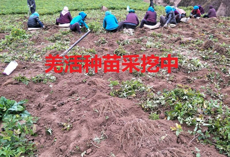 羌活种苗羌活苗子羌活苗黑药苗子产地一手货源